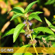 Wild Mint-野薄荷